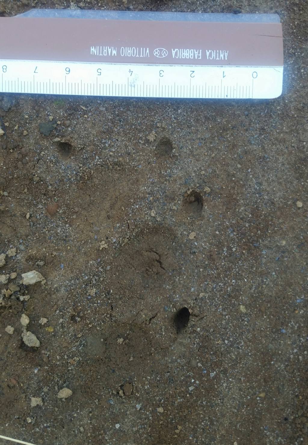 Impronte di istrice?